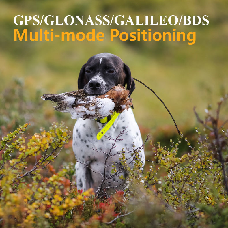 Rastreador GPS Global para Ani - Outdoor Hunting Dog Supply avaliação e preço